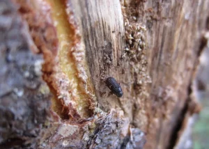  Bark Beetle Infestation