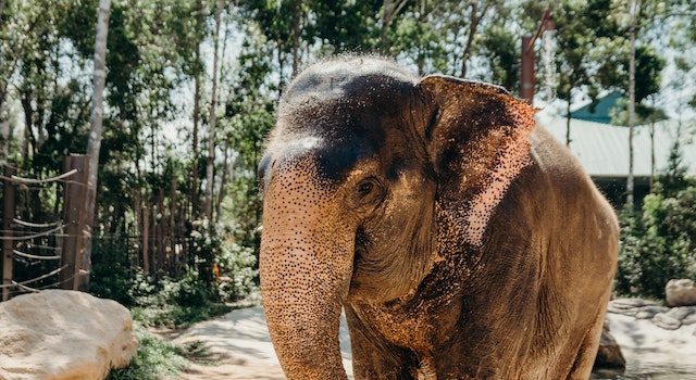 Empathy for Elephants Encouraging Responsible Tourism