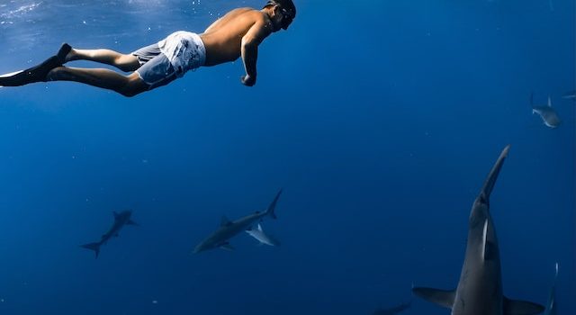 From Jaws to Reality Common Misconceptions About Sharks