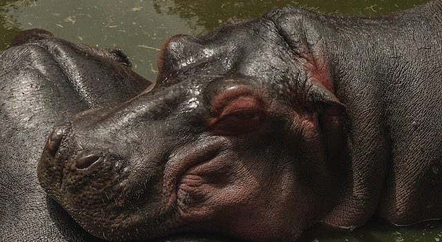 From Prey to Predator Look at the Lethal Side of Hippos