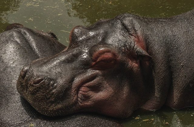 Hippo