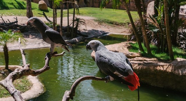 Proven Methods for Training Your Feathered Friend to Talk