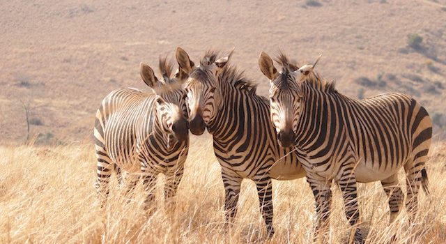 Zebras in Perfect Harmony with the African Savanna