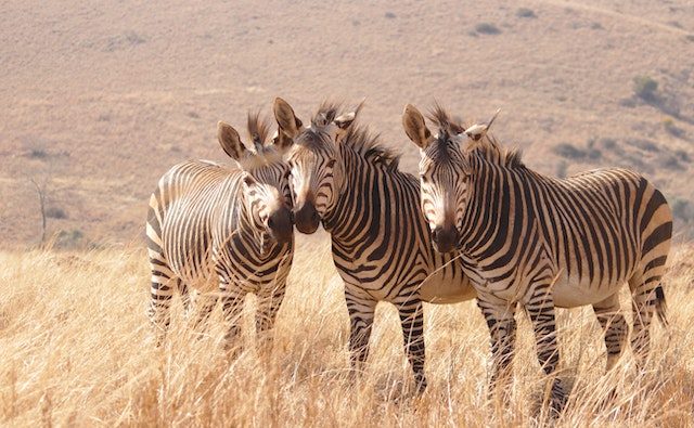  Remote Work Adapting To The Future Of Workforce Management 