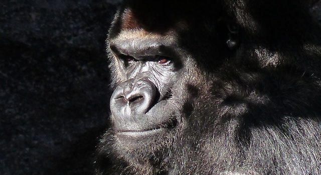 Gorillas Unveiled Separating Fact from Fiction