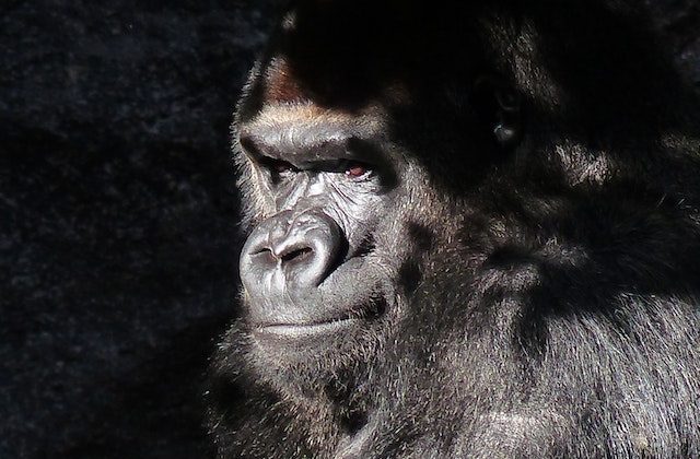 Gorilla