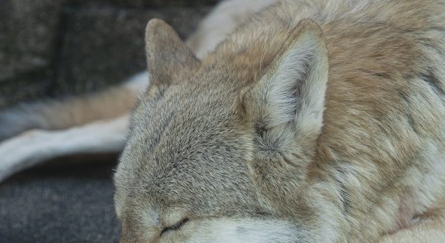 Wolf Conservation Efforts Vital Species for Our Ecosystem