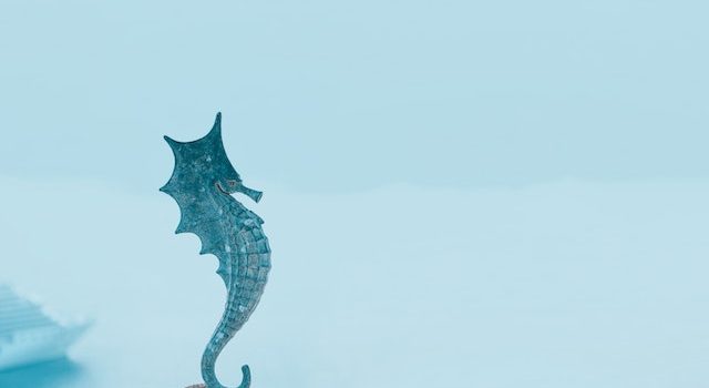 Exploring Shallow Water Seahorses Uniqueness Unveiled