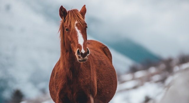 Harnessing Their Potential Science of Horses’ Running Skills