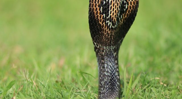 Empowering Yourself with Venomous Snake Knowledge