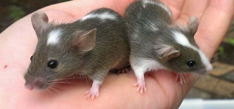 Mouse Anxiety Unraveled: The Heart’s Surprising Influence