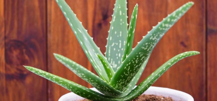 Aloe Alchemy: Craft Your Organic Aloe Vera Elixir