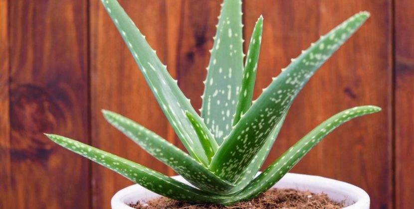 aloevera