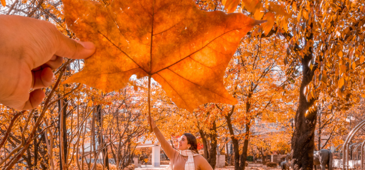 Leafy Elegance: Unveiling the Art of Captivating Fall Photoshoots