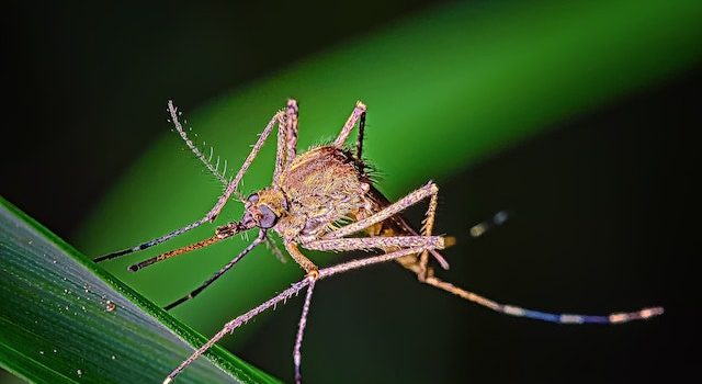 Mosquito Repellents Guide to Choosing the Best Protection