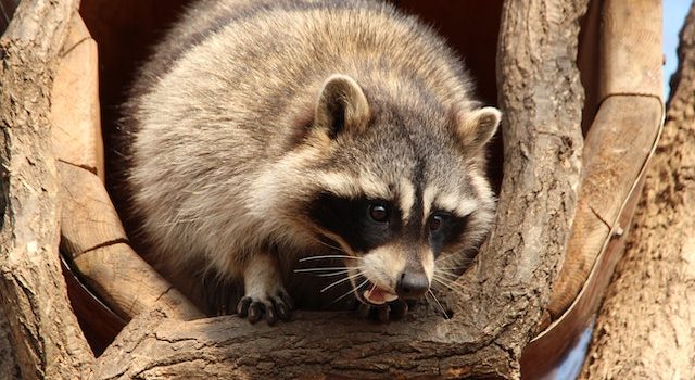 Raccoons Nightly Garbage Raiding Rituals Revealed