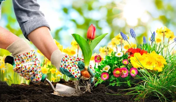 Your Health Flourishes Through Gardening