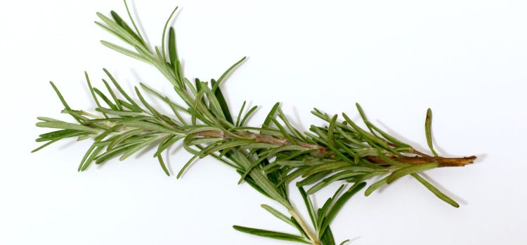 The Rosemary Effect: Unveiling the Reality Behind Homemade Hair Solutions