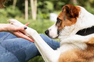 Dog's Affectionate 