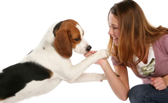 Deciphering the Secrets Behind Your Dog’s Affectionate Licks