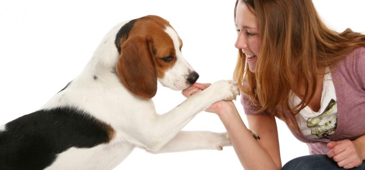 Deciphering the Secrets Behind Your Dog’s Affectionate Licks