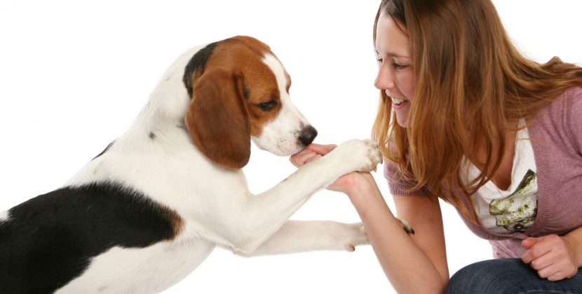 Deciphering the Secrets Behind Your Dog’s Affectionate Licks