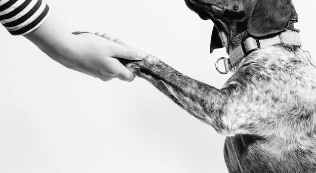 Navigating No-Pet Rules: Unraveling the Potential of Emotional Support Animals