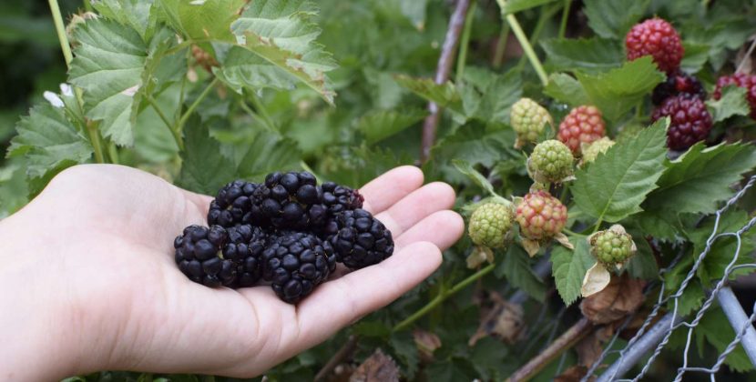 Blackberry and Yogurt