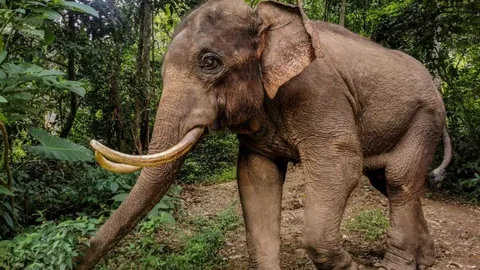 Raja’s Journey: Elephant Conservation and Breeding Programs