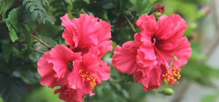 Hibiscus Harmony: Matthew Wood Unveils 5 DIY Techniques to Transform Your Hair into a Healthy Dream