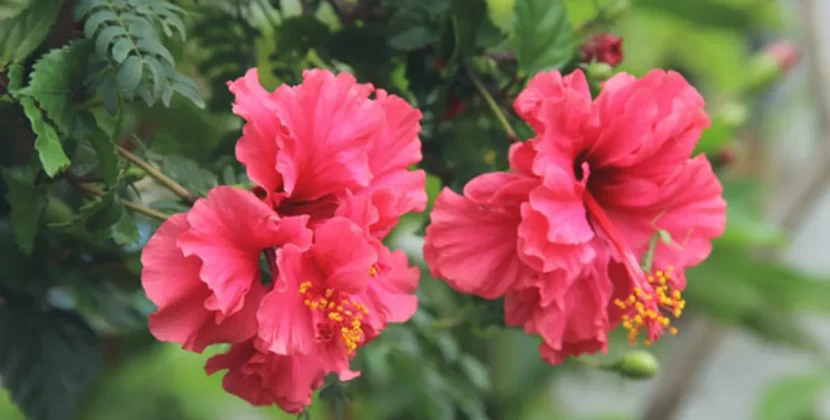 Hibiscus hair benefits