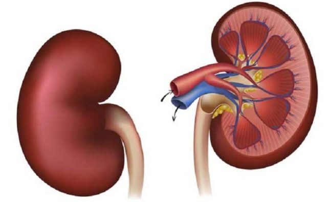 The Hidden Power of Your Kidneys: Scientific Breakthroughs
