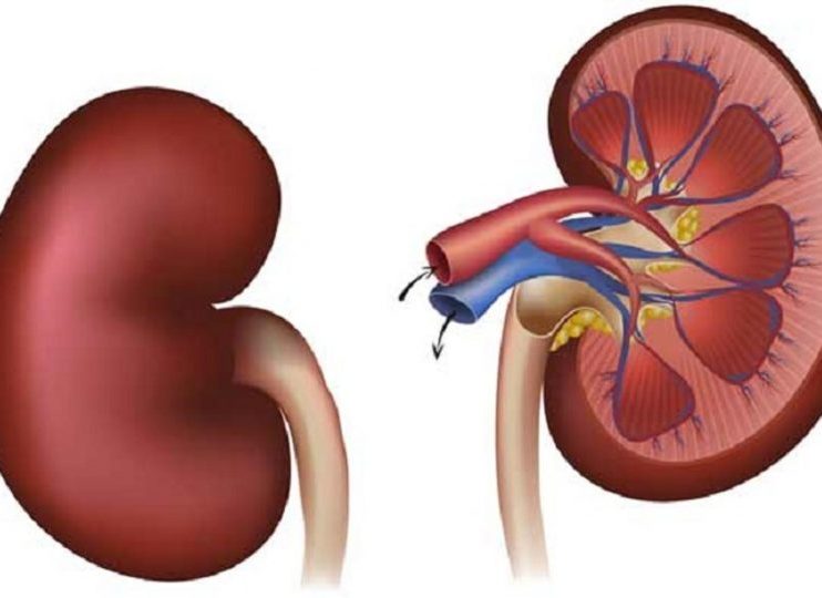 The Hidden Power of Your Kidneys: Scientific Breakthroughs
