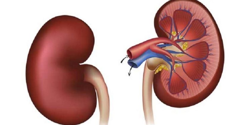 The Hidden Power of Your Kidneys: Scientific Breakthroughs