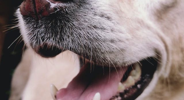 What the ‘Mystery’ Canine Illness Portends for Your Dog