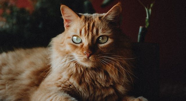 Transform Your Pet’s Essence with Clay Portraits