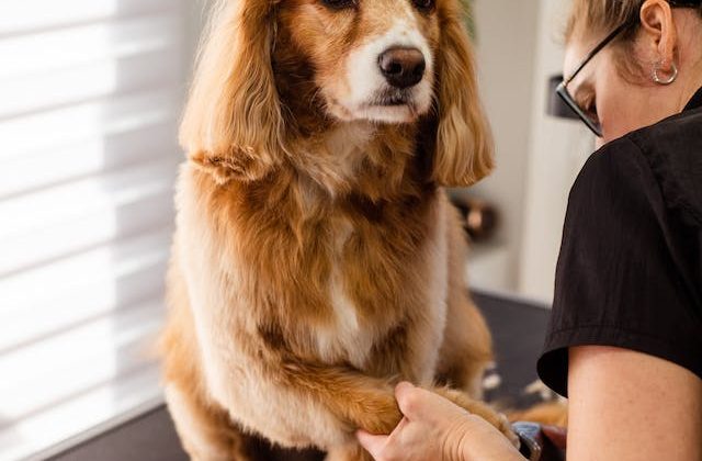 Maui Pets in a Nighttime Emergency