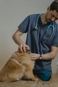 'Mystery' Canine Illness 