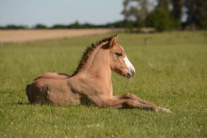 Perfect Horse 