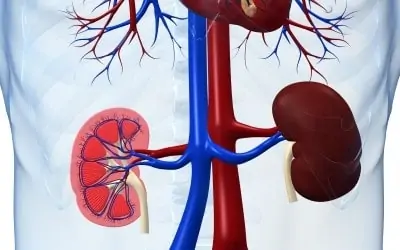 Unlocking the Secrets of Kidney Health: Insights, Innovations, and Wellness