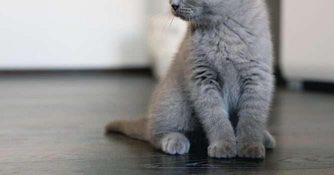 The Remarkable Kitten with Deformed Legs Needs Forever Home