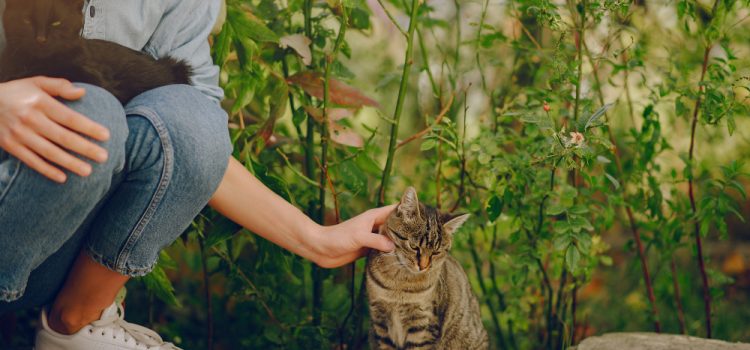 Feline Feasts: Decoding the Secret Culinary Adventures of Outdoor Cats