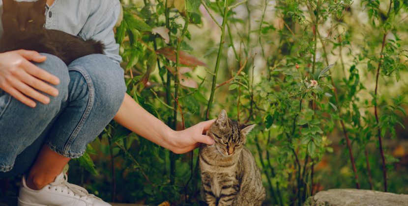 Outdoor Cats