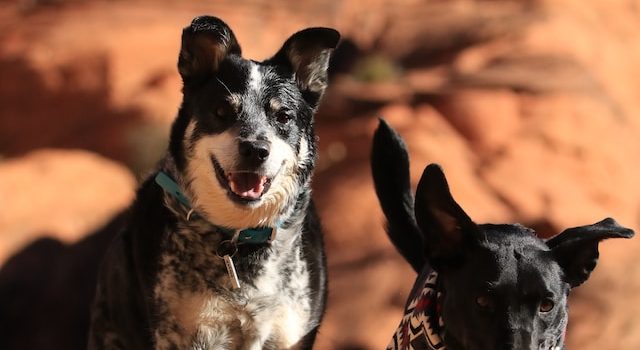 Go with Fido: Essential Tips for Traveling Safely with Pets