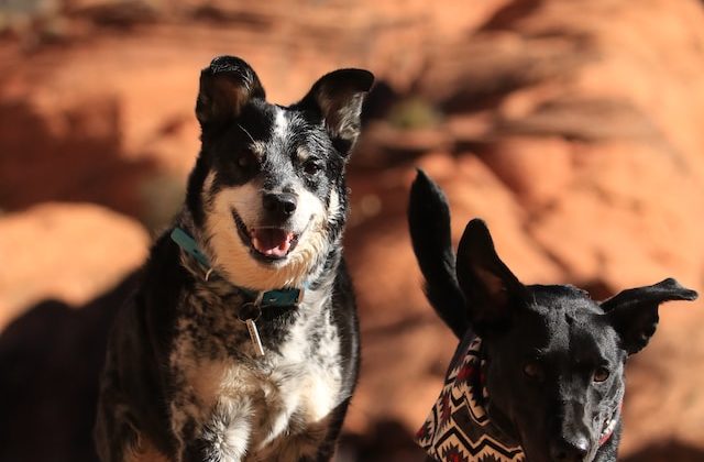 Go with Fido: Essential Tips for Traveling Safely with Pets