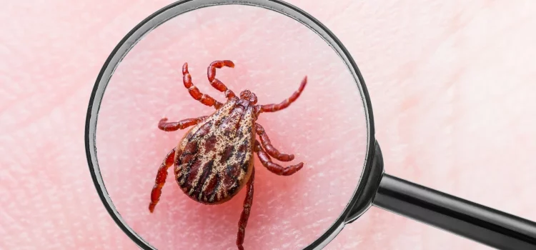 You Rarely See Them And Might Not Even Remember Being Bitten, But Ticks Can Pose a Serious Threat