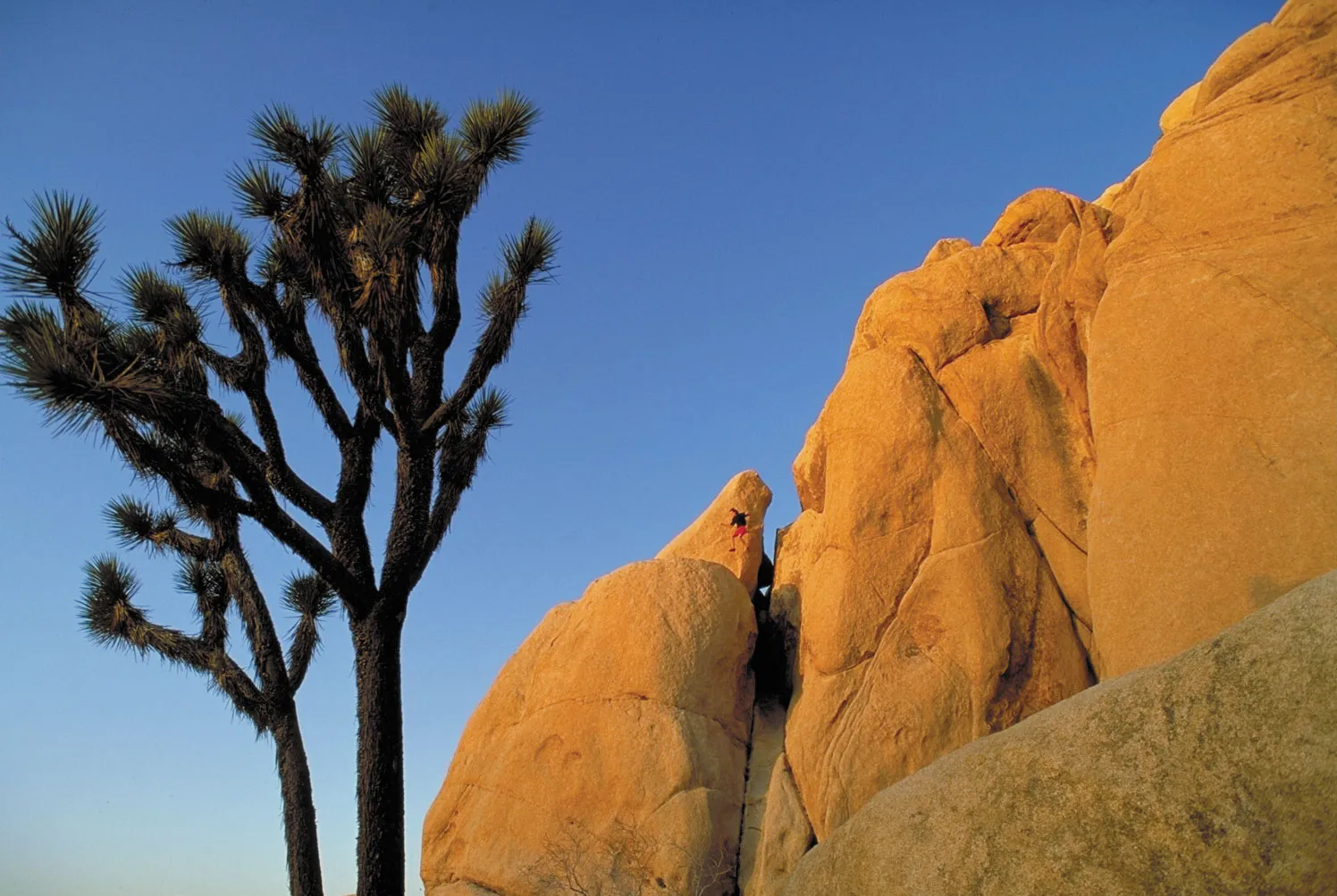Mystique: Exploring the Enchanting Magic of Joshua Tree, USA