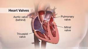 Heart Valves