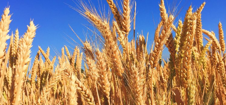 Navigating Wheat Allergies: Signs and Solutions