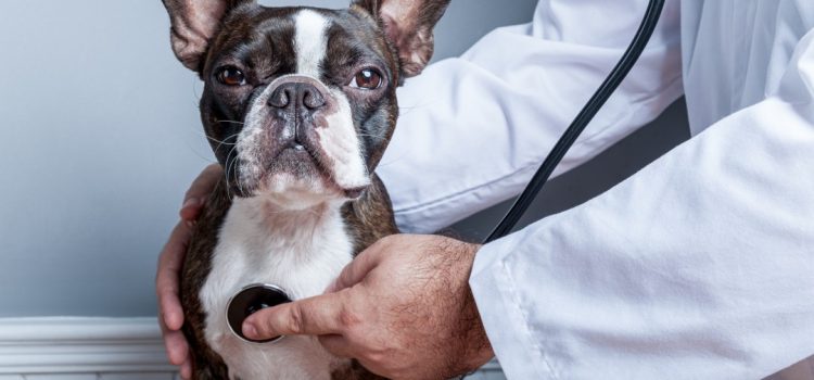 Bulldog Protection Plan: Choosing the Best Pet Insurance